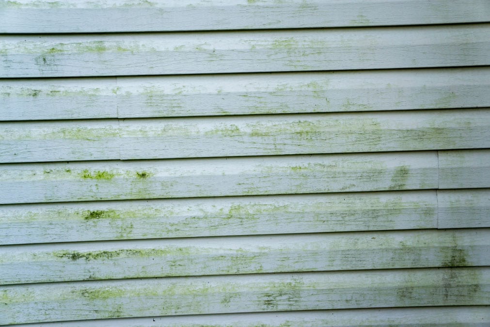 Mildew buildup on exterior siding caused by humidity and moisture